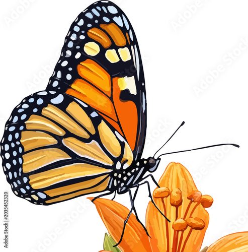 Danaus plexippus illustration art
