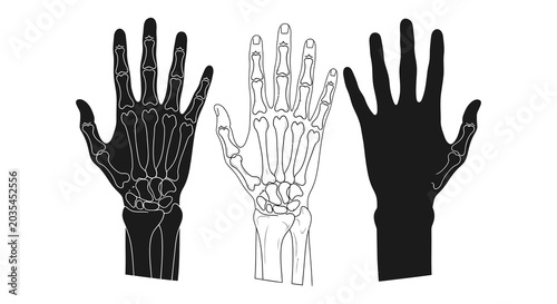 Photos Human hand skeletal structure illustration with black and white variations