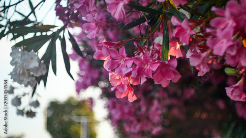 Canvas-taulu Beautiful pink flowers blooming in the wild nature of Southern France