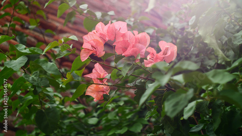 Foto Beautiful pink flowers blooming in the wild nature of Southern France