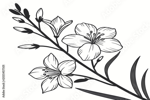 coloring page line art the yellow archangel flower black vector