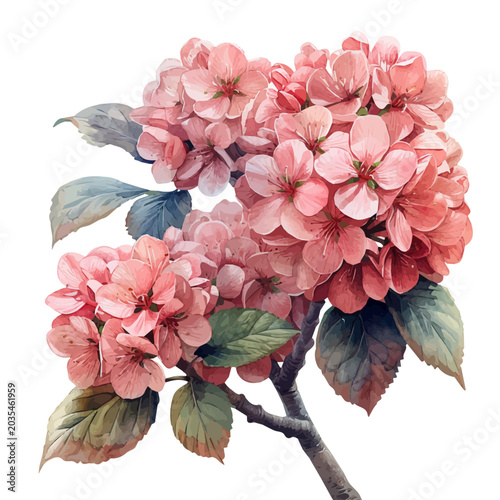 Tableau sur toile watercolor of Viburnum Flower, vector clipart, isolated on a white background
