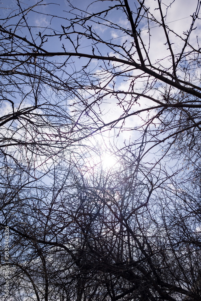 Obraz premium Sunlight shining through a network of bare tree branches against a clear blue sky. The intricate web of twigs creates a natural pattern with light filtering through, conveying a sense of calmness and
