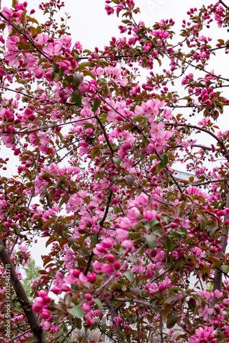 фотографія Clusters of bright pink flowers bloom densely on tree branches against a light sky background