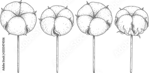 Fotografia Hand-drawn of four cotton bolls on stems, varying in fullness