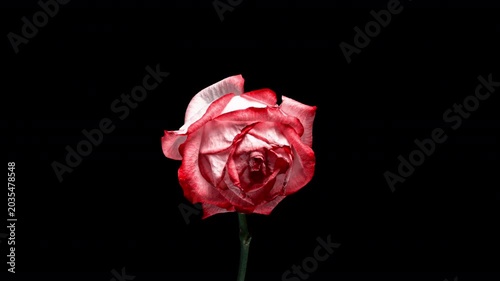 Pink Rose Withers in Motion: Time-Lapse.