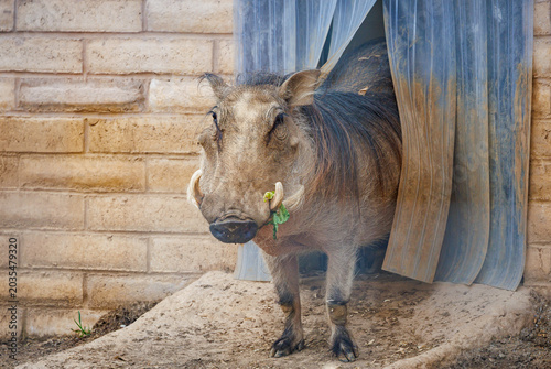 The African Wart Hog or Common Warthog found in the grasslands of sub-Saharan Africa at a zoo in Tennessee.