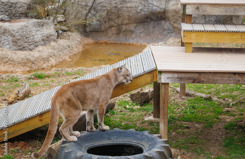 Mountain Lion walking in a zoo habitat in Tennessee.