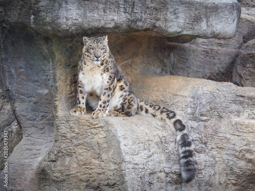 Snow leopard resting in a rocky habitat at the zoo. Ranging in East Asia mountain ranges like the Himalayas.