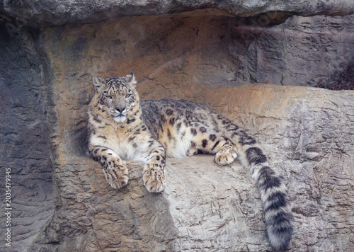 Snow leopard resting in a rocky habitat at the zoo. Ranging in East Asia mountain ranges like the Himalayas.