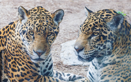 South American Jaguar resting in a zoo habitat in Tennessee. The Jaguar lives mostly in the Amazon Rainforest and is the biggest cat in the Americas.