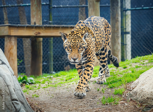 South American Jaguar resting in a zoo habitat in Tennessee. The Jaguar lives mostly in the Amazon Rainforest and is the biggest cat in the Americas.