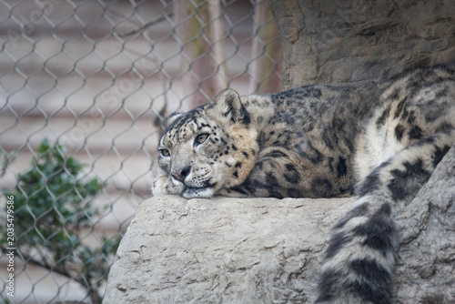 Snow leopard resting in a rocky habitat at the zoo. Ranging in East Asia mountain ranges like the Himalayas.