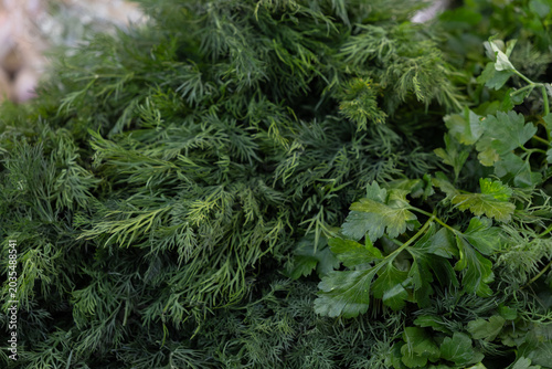 Fresh green dill and flat leaf parsley bunched together, highlighting healthy organic seasonal harvest produce for culinary preparation and nutrition in the kitchen or restaurant