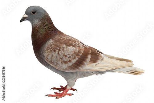 Bild auf Leinwand Mottled Brown and Grey Domestic Pigeon Standing Profile