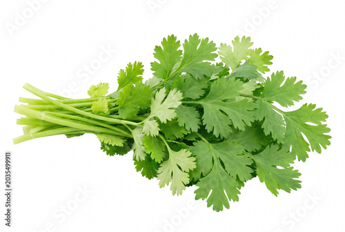 Canvas Print Fresh Green Bunch of Cilantro Leaves