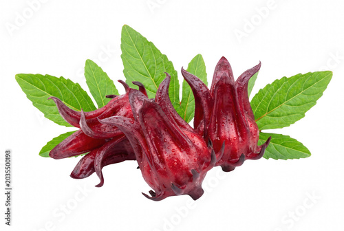 Fotografie Fresh Roselle Hibiscus Calyces with Green Leaves