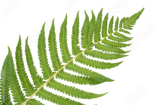 Photos Vibrant Green Fern Frond with Detailed Pinnae