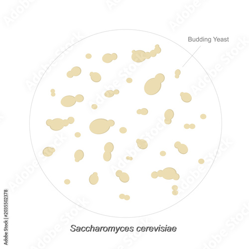 The picture represents Yeast cell division or Yeast budding observed through a microscope