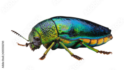 Fotografija Iridescent metallic jewel beetle with vibrant green and blue colors