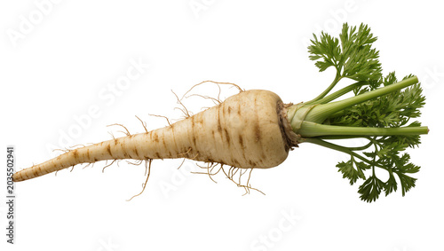 Tableau sur toile Parsnip root vegetable with green leafy tops and thin rootlets
