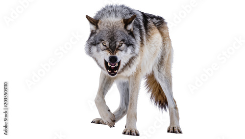 Valokuva Aggressive wolf snarling with teeth bared, front view