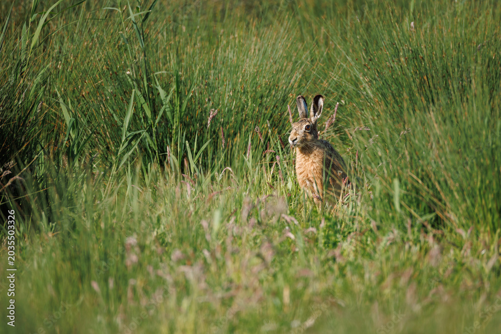 Naklejka premium European Brown Hare (Lepus europaeus) standing alert in warm golden evening light, coat luminous amber-orange, reed bed and lush green meadow behind