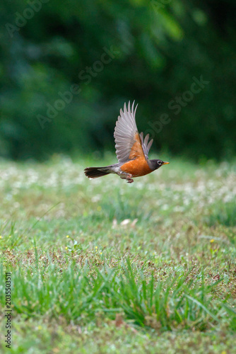 фотографія American robin in inflight in grassy field.