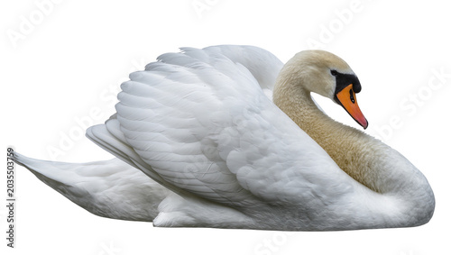 Fotografie White swan with orange beak resting on white