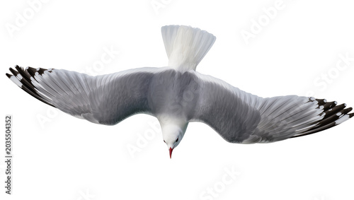 Tableau sur toile Seagull bird flying with wings spread wide white feathers, black wing tips