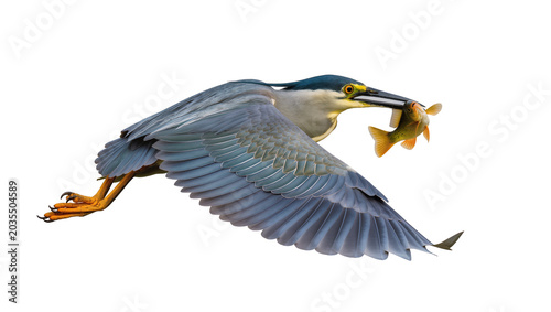 Schilderij op canvas Grey heron bird flying with fish in beak