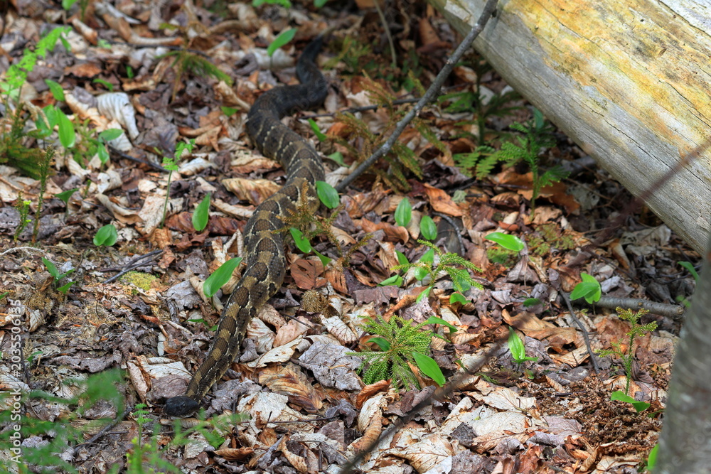 Fototapeta premium Full-length view of a timber rattlesnake slithering along the forest floor