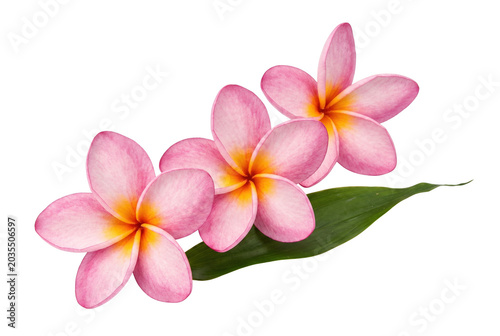 Three Pink Frangipani Flowers with a Green Leaf