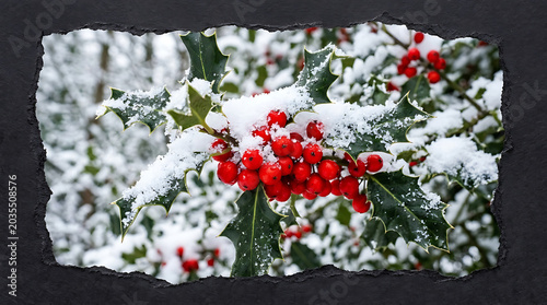Snowy holly bush with red berries