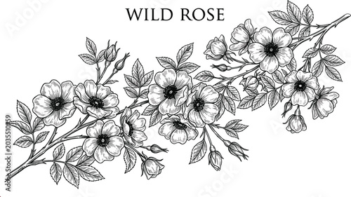 Photography Beautiful hand drawn wild rose flower horizontal branch vector illustration with
