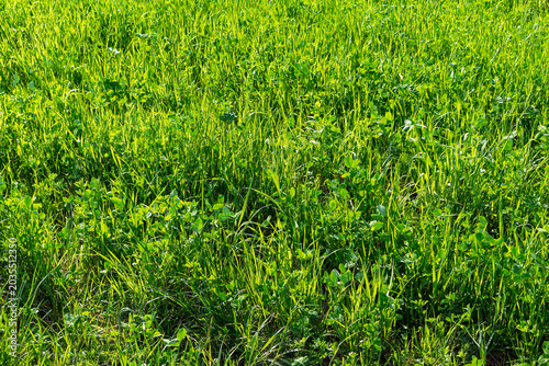 Lush vibrant green grass field textures with clover leaves basking in warm sunny daylight creating a fresh natural meadow backdrop for springtime outdoor backgrounds and gardening concepts
