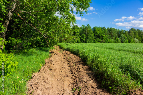 Cuadro en lienzo Freshly plowed firebreak trench separating a lush green meadow from a dense fore