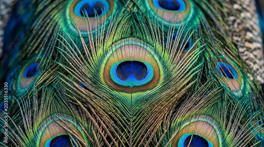 Obraz premium Vibrant Close-Up of Peacock Feathers: Patterned Beauty