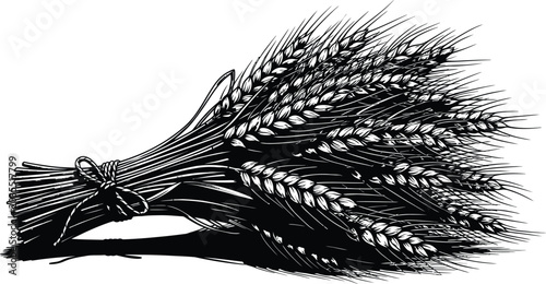 Foto Vintage wheat sheaf illustration with twine black and white engraving style