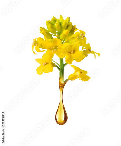 Canola flower with golden oil drop close-up isolated on a white background