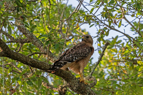 Adult Red-Shouldered Hawk perched in a tree and looking back over its shoulder; landscape orientation.