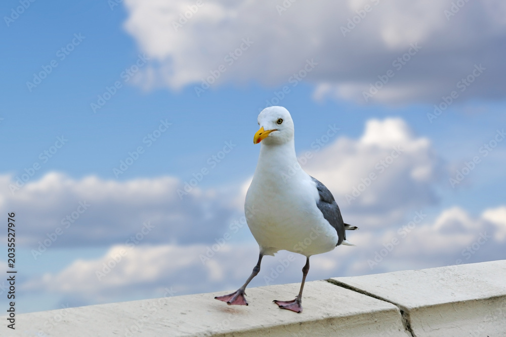 Naklejka premium Seagull Posing on a Coastal Wall with a Vibrant Blue Sky and Fluffy Clouds