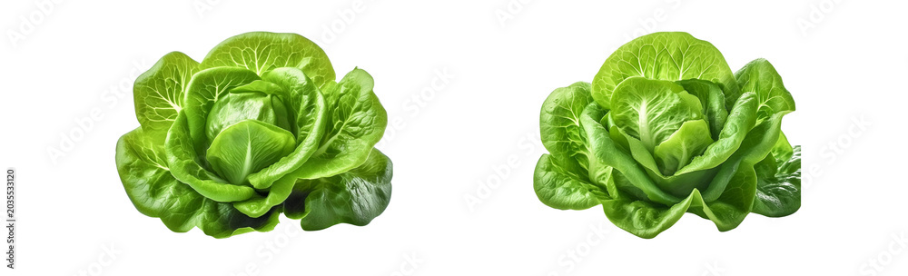 Fototapeta premium Fresh lettuce on transparent background