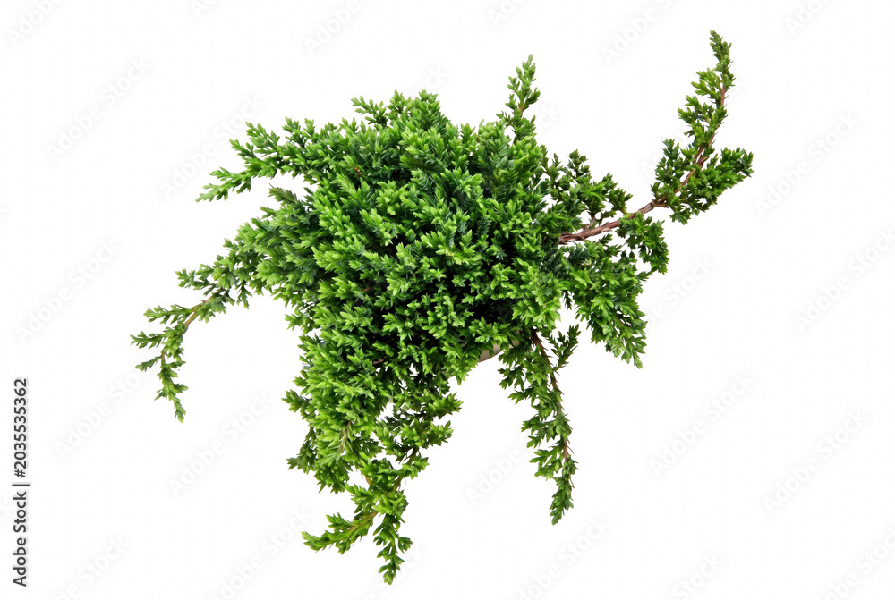 Εκτύπωση καμβά Lush Green Juniper Procumbens Nana Bonsai Plant Isolated