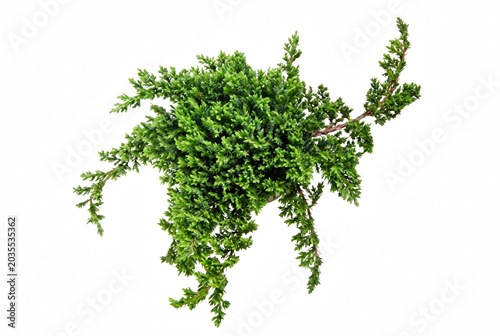 Tablou pe pânză Lush Green Juniper Procumbens Nana Bonsai Plant Isolated