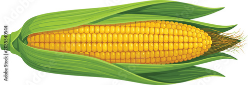 Bild auf Leinwand Fresh Ripe Sweet Corn on the Cob Vector Illustration with Detailed Yellow Kernel