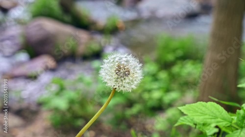 Dandelion seed head sways in wind in mountain nature, with blurred river, rocks, and green plants in background.
