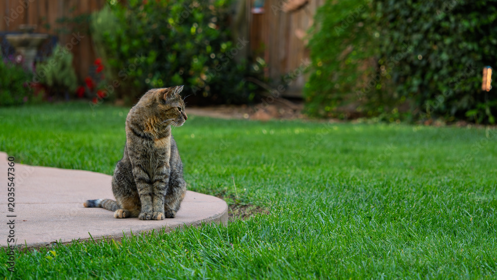 Obraz premium Cat sitting on a concrete patio edge looking out over a green backyard lawn