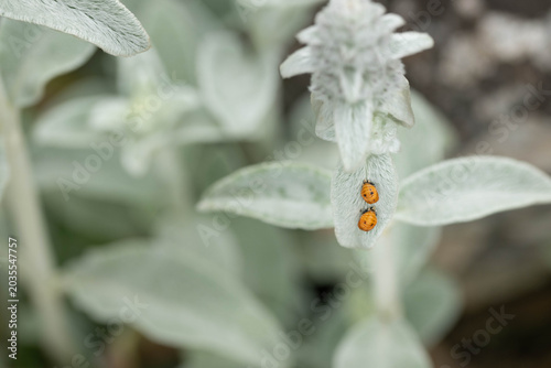 Obraz na płótnie Two, ladybugs in the pupa stage on a lambs ear leaf.
