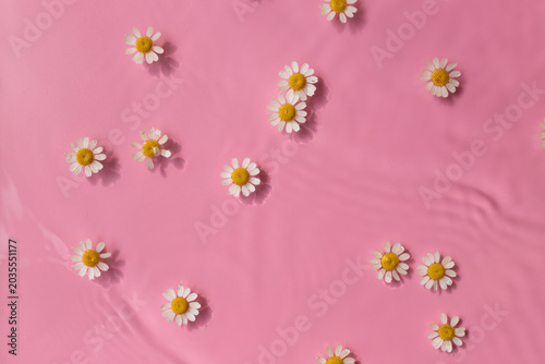 Chamomile flowers swim in pink water texture background